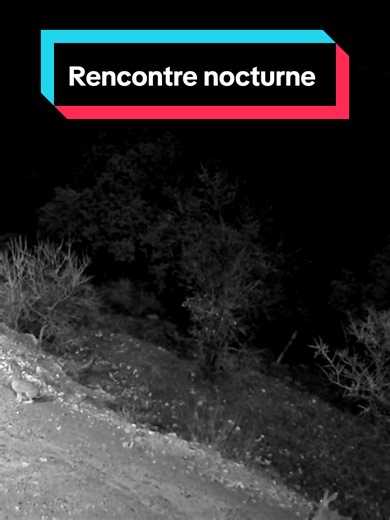 Deux lièvres filmés en pleine nuit grâce à un piège photo. Jeu, rencontre ou simple passage… la nature décide 🌙🐇 IssagnWild #lievre #faunesauvage #piegephoto #reolink#camovue