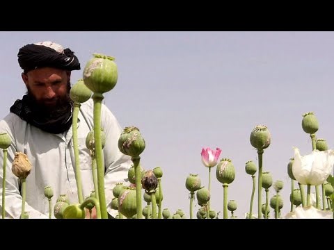 Poppies bloom across Afghanistan as drought eases