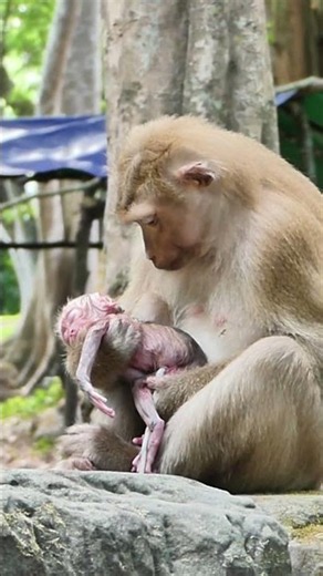 Beautiful Mom & baby Beautiful Animals Relaxing & Stress Relief
