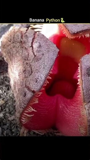 Nature’s Wonders: Giants & Mimics 🐍🍌 #facts #python #animals #shorts #viralshorts