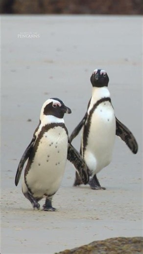 Now this is a family vacation we want to join 🐧 #SecretsOfThePenguins