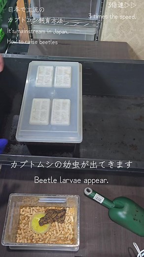 カブトムシの育て方と飼育のコツ