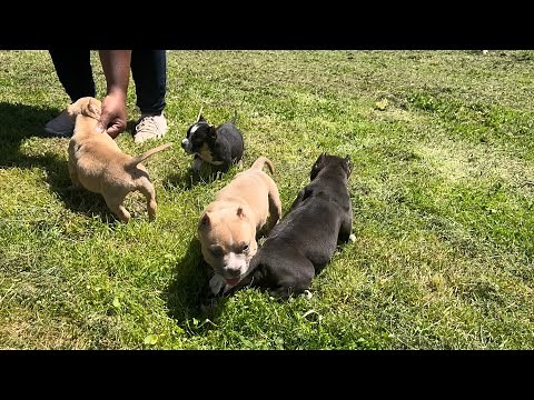 Available Pocket American Bully Puppies/ For Sale