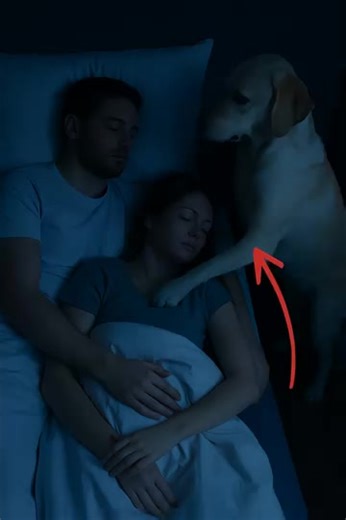 At night, our dog quietly entered the room, placed his paws on my sleeping wife’s chest, and started barking – we were terrified when we realized why the animal was doing that 😢😲 It was just an ordinary night. My wife and I were asleep in our bedroom, cozily tucked under the blanket. Our six-year-old son and one-year-old daughter had long been asleep in their rooms. Everything was peaceful – nothing hinted at any danger. Around three in the morning, our Labrador, Semi, suddenly rushed into the