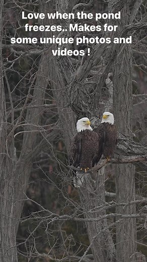 12K views · 667 reactions | Always fun when the pond freezes over. Makes for some unique photos and videos! #Sony #sonyalpha #sonyphotography #sonyprousa #natgeo #natgeoyourshot #natgeowild #eagles #baldeagles #usa #birdsofprey #predator #birds #wildlife #wildlifephotography #natgeowildlife #birdsofinstagram #birdwatching | Mike J Dukarm | Facebook
