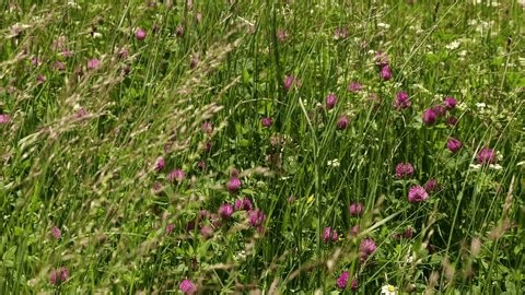 clip-4041736357-image-shows-red-clover-also-known-trifolium