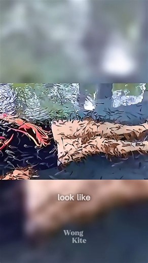 This Tiny Fish Looks Like It's Eating a Human! 😱🐟