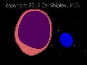 Septic Shock Animation by Cal Shipley M.D.