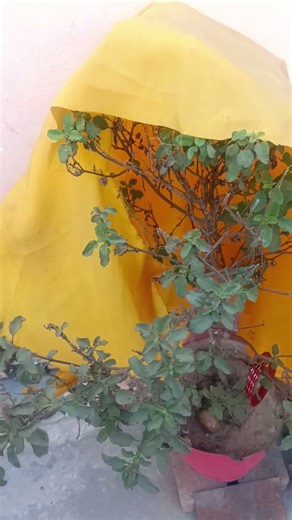 Tulsi Ji ko lagana Guru Premanand Maharaj ji 🙏#shorts#