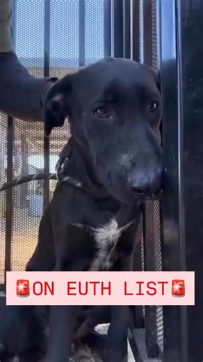 🚨ON EUTH LIST🚨 NO CURRENT DEADLINE BUT CAN BE DEADLINED AT ANY TIME OR EUTHANIZED AT ANY TIME‼️ Poor Venti is so scared and shut down at the shelter. He has only been in a week and has already been added to euth list… and we know as a black dog he will need all the help with being seen, so he doesn’t continue to go overlooked. He hides in the corner of his kennel, he won’t solicit any attention, he just lays in fear. We need to find someone for this big lab boy ASAP! Venti🖤🐾 #A1885447 1yr, 1