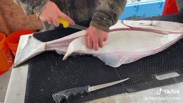 Filleting Alaskan Halibut Made Easy