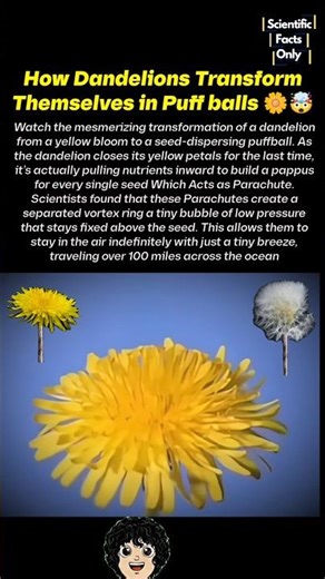 WATCH How Amazingly Dandelion Transforms itself 🤯🌼 #timelapse