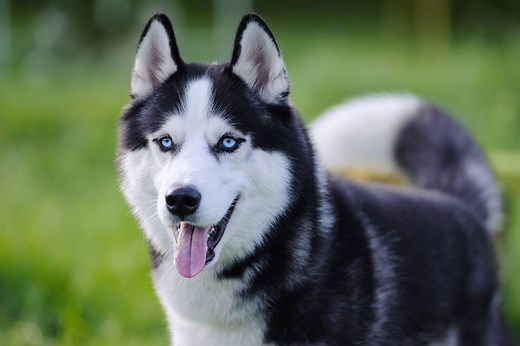 200  Names for Your Winter-Loving Husky