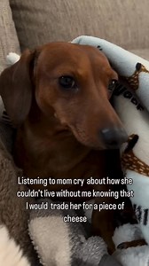 😍😍 ©dachshunddaily #dachshund #instadaily #tiktok #dachshundlove #fypシ゚ | Sally F.Johnson