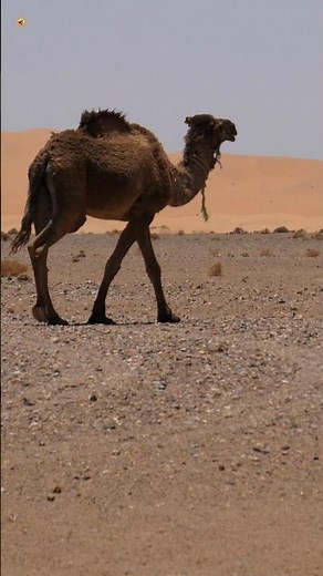 Camel Sounds 🐫 (A camel walking in desert)