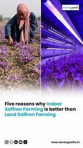 Indoor vs. Traditional Saffron Farming — What’s More Profitable? Higher yield, faster harvests, and up to 90% less water — indoor saffron farming beats land-based methods on every front! Ready to grow saffron anywhere? Join our expert-led 2-day workshop and learn how to build your own high-profit indoor farm! Registration Link: https://workshopstartuppedia.in/ #IndoorSaffronFarming #SaffronFarming #IndoorFarming#UrbanFarming #Agripreneur #SaffronBusiness #FarmingWorkshop #GrowSaffron #saffron #S
