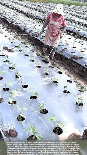 Boost Young Crops: How to Apply Liquid Fertilizer Effectively #gardeningtips #farmwork