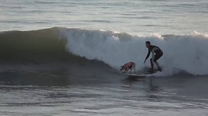 Vous connaissez Skyler, le #CHIEN #surfeur ? :D Son #maitre Homer Henard raconte que le surf apporte un immense plaisir à son #ami à quatre pattes, qui a commencé à manifester son amour pour ce #sport alors qu'il était encore #chiot. #SURF #buzz #chiensurf #chiensurfeur #skyler #surfingdog #vague #extreme #rougefm #romand #lausanne #onair #radio | Rouge FM