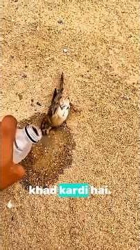 Where Did All the Sparrows Go? 😢 #SaveSparrow #BirdConservation