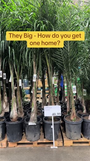 #tree #fyp #viral #deal #shopping | Palm Tree Trimmer