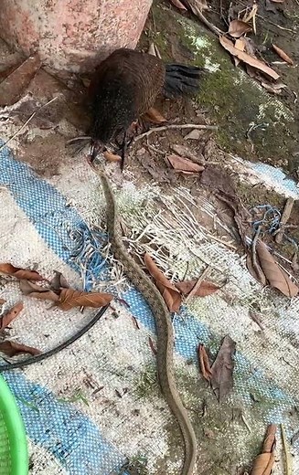 Flower-eating snake-hunter bird #snake #NationalInstituteOfBiologicalResources #animals #naturalh...