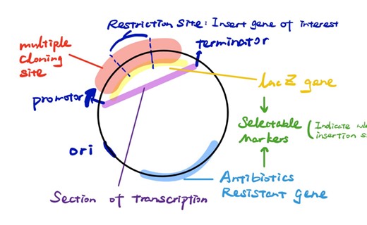 【质粒 Plasmid】结构全讲解 自绘讲义