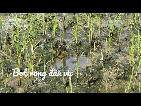 CẢNH BÁO BỌT RONG ĐẦU VỤ- HIỂU ĐỂ XỬ LÝ HIỆU QUẢ #thuviendongruong #nongnghiep