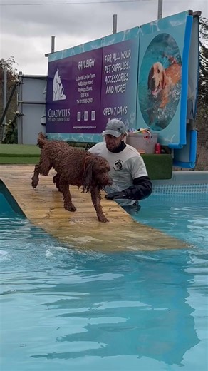 2.8K views · 167 reactions | Labradoodle Otto building up his swimming confidence  | Canine Dip and Dive Maldon | Facebook