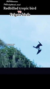 2.3K reactions · 86 shares | Rayuwar Tsuntsaye ma'abota shawagi, Redbilled Tropic bird Vs Frigate Bird. #Reels #hilights #reels #fbreelsfypシ゚viralシ #followerseveryonehighlightseveryone | Falalu Lawal Katsina | Facebook