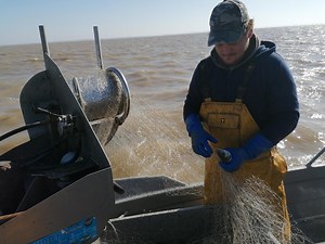 Dans la Gironde, on pêche le maigre « à l’écoute », en collant l’oreille à la coque du bateau