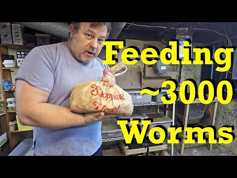 20-day old worm bin's second feeding - red wiggler worm farm vermicomposting