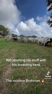 31K views · 2.5K reactions | “But your cattle have muscle AND they can move! You have the heaviest muscled cattle of the breed and also the best structure!! How did you do that!” That’s what a visitor this weekend said. We’ve done it by a laser sharp focus unlike anything anyone has seen before. Every single day, day in and day out, for the last 12 years. We are the Modern Brahman. | BRC Ranch | Facebook