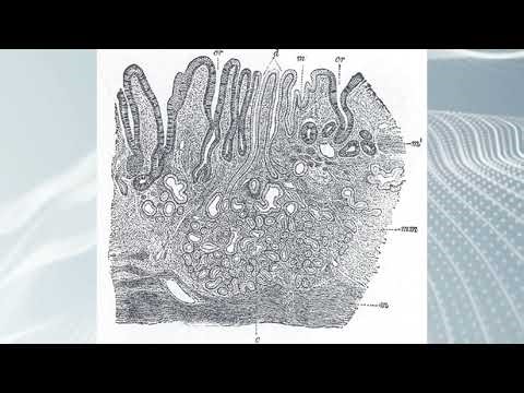 Gastric Mucosa