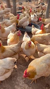 Dual-popuse Orpington Breed. | Poultry Tips