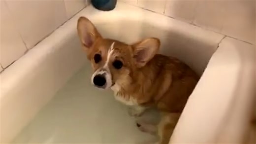 Corgi relaxing in a bathtub