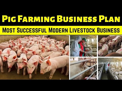 Pig Farming Business Plan || Start Your Own Pig Farming Business and Prosper!