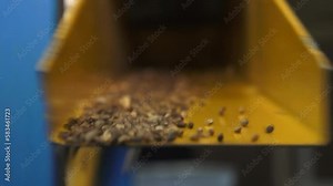 Pine cone seed sorting machine. Industrial collection of spruce and pine seeds