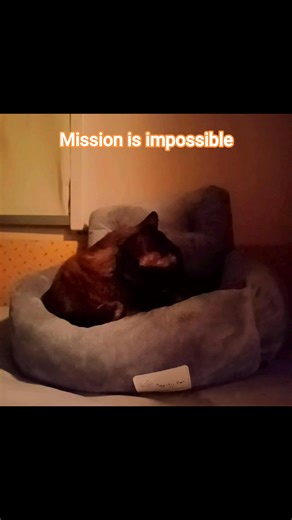 13 reactions | Tror han blev hypnotiserad istället I think he was hypnotized. ฉันคิดว่าเขาโดนสะกดจิต Fred Arne Johnsen #bengalcat #sleepy #noaction #lazy #cat | Ann-Margith Anni'ime Holt Granerud | Facebook