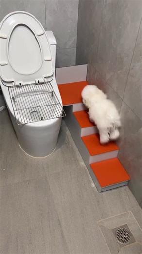 @tiny.pawws on Instagram: "I trained my dog well #maltese #bichon #bichonfrise #malteseofficial #bichonfrisé"