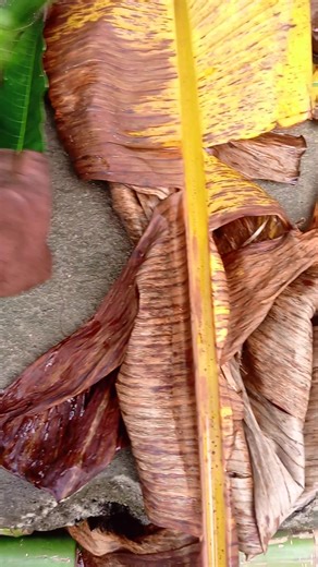 Le Paludisme : Comment Se Débarrasser De Cette Pathologie Définitivement ? Contact : 2348133751423 Dr Hilaire Nasser F Regardez Cette Vidéo Jusqu'à Sa Fin Afin De Bénéficier Des Bienfaits Des Produits Naturels. " Votre Satisfaction Est Mon Plaisir Partagez Au Maximum Cette Vidéo Pour Sauver Des Vies Humaines Merci " Tél : 2348133751423 Dr Hilaire Nasser F | Traitement aux plantes naturelles