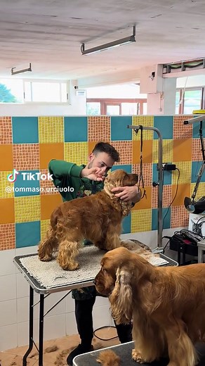 Grooming Tips for Cocker Spaniels: A Complete Guide