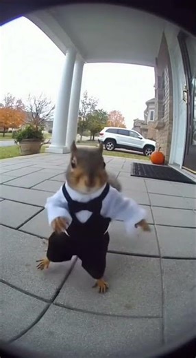 SQUIRREL DNCES IN THE CAMETRA INFRONT OF THE HOUSE