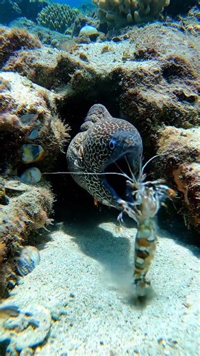 Moray Eel Hunts Shrimp: Epic Underwater Attack!