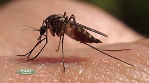 2.9K views | Mosquitoes are a warm weather nuisance pest that can transmit West Nile virus & Zika. Call Adams Exterminators to help reduce your local mosquito problem, and get back to enjoying the outside again! “If You’ve Got Bugs, Call Adams!” Learn more on-line at adams-exterminators.com. | Adams Exterminators | Facebook