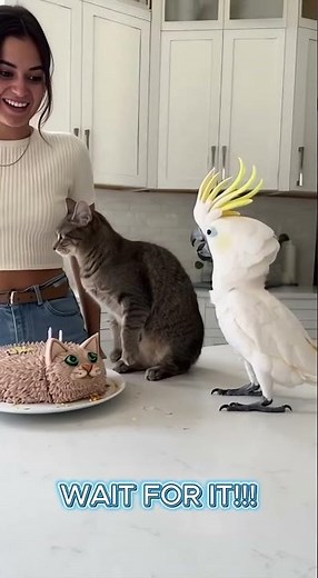 Cat freaks out… and the cockatoo goes CRAZY 🎂#Cockatoo