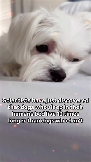 Funny Moments with Maltese Puppies