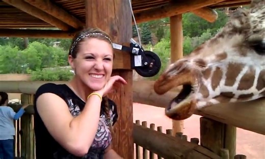 Why feeding a giraffe can be a sticky situation.... 😂😍 #Animals #Girraffe | Animalistic
