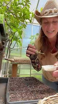 Making MORE Lavender and Rosemary #plantpropagation #gardening #adventuresingardening