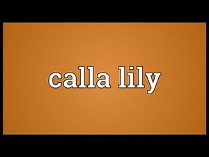 Calla lily Meaning