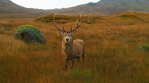 The King of the Highlands